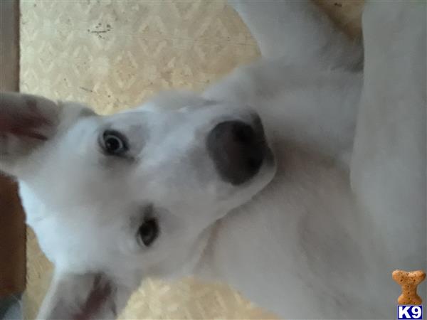 a white siberian husky dog with black eyes