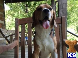 a beagle dog standing on a porch