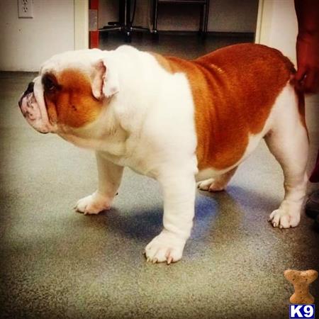 a bulldog dog standing on a carpet