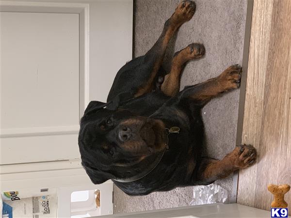 a rottweiler dog lying on its back