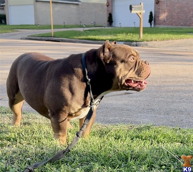 a american bully dog on a leash