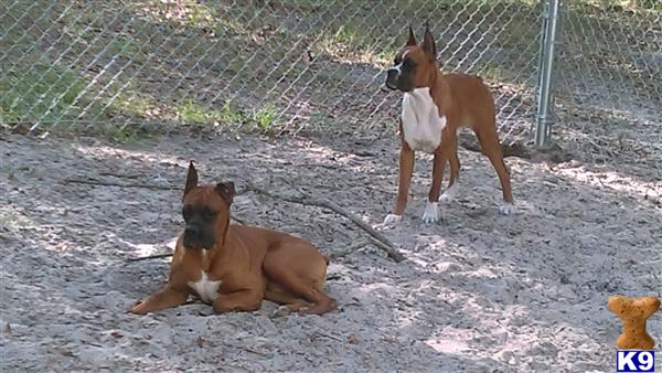 a couple of boxer dogs sitting on the ground