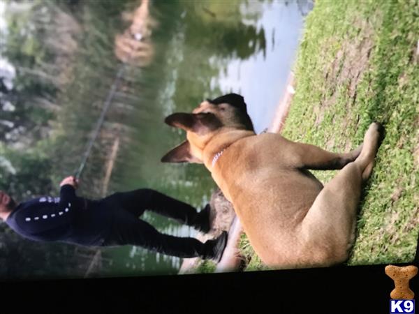 a french bulldog dog and a man in a pool