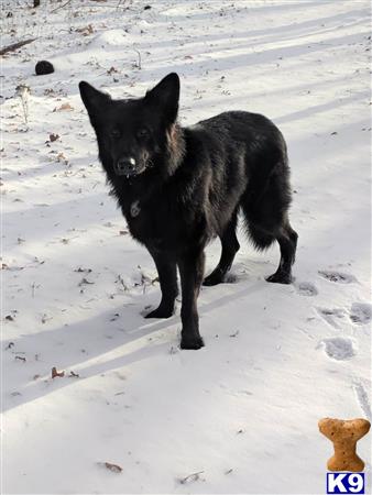 a black german shepherd dog standing in the snow