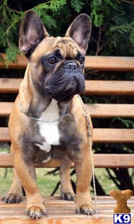 a french bulldog dog sitting on a bench