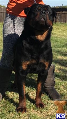 a rottweiler dog standing on grass