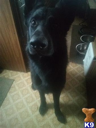 a black german shepherd dog sitting on the floor