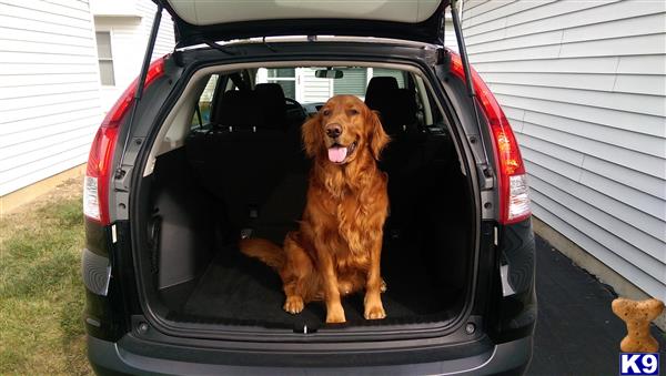 a golden retriever dog sitting in the back of a car