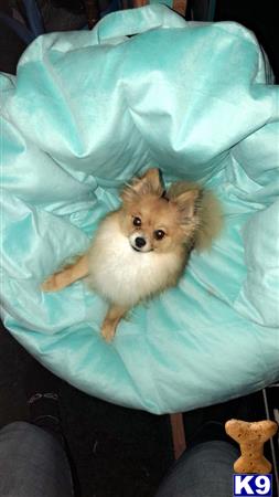 a pomeranian dog lying on a bed