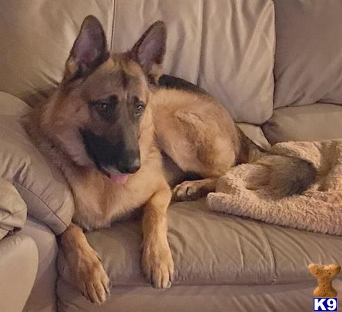 a german shepherd dog lying on a couch