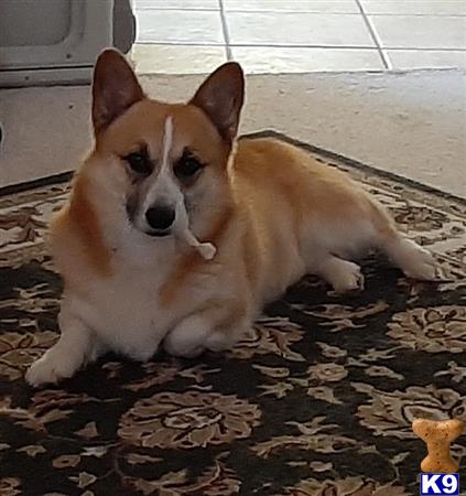 a pembroke welsh corgi dog lying on the ground