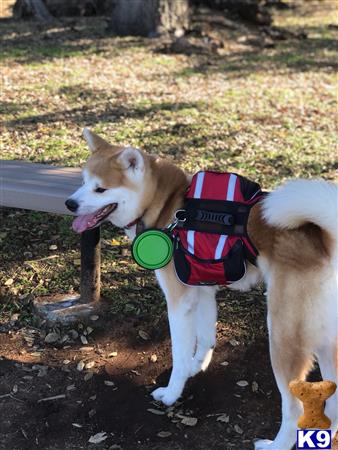 a akita dog wearing a backpack