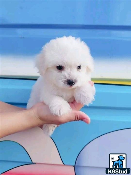 a person holding a small white maltese dog