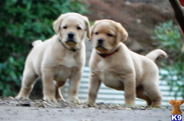 two labrador retriever dogs standing on a path