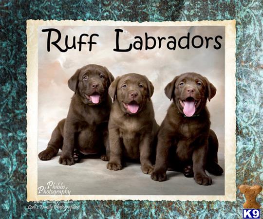 a sign with a picture of labrador retriever dogs
