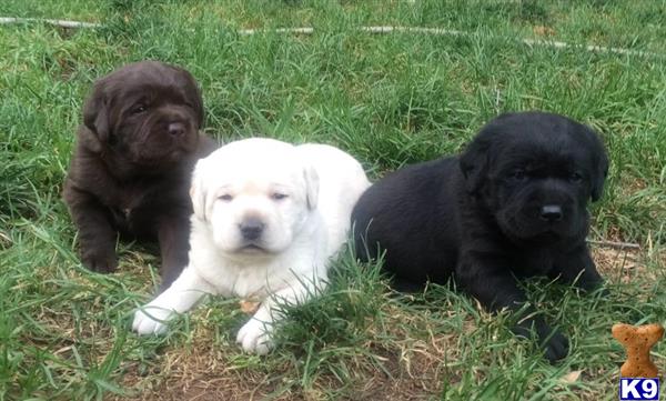 a group of labrador retriever puppies in the grass