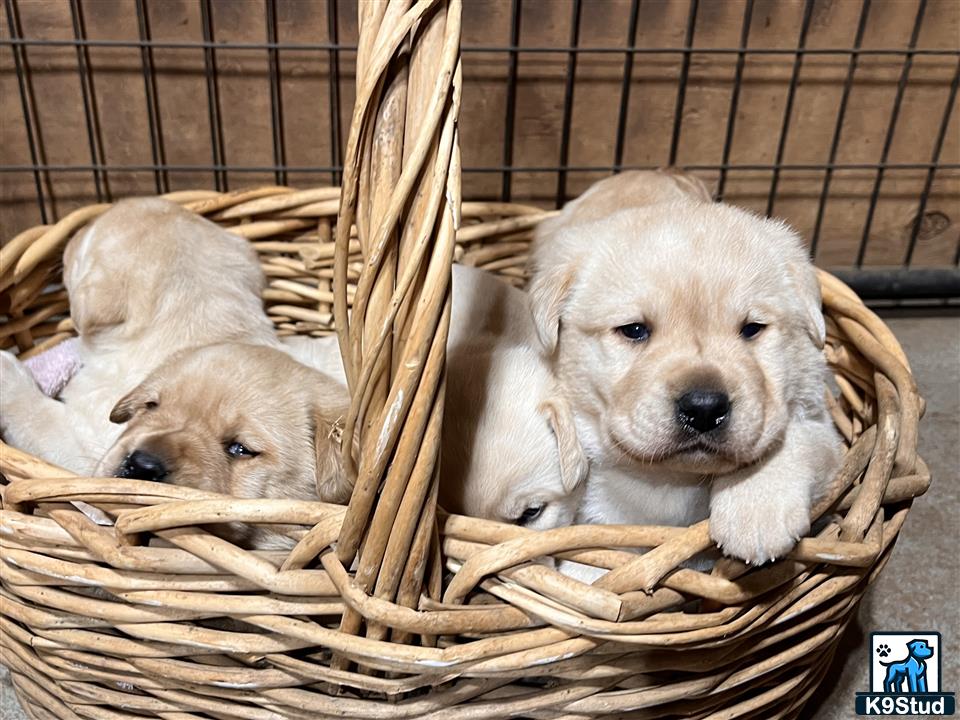 a basket of labrador retriever puppies