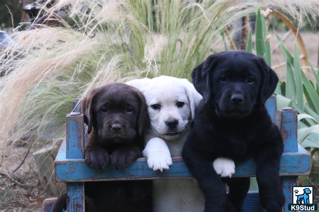 a group of labrador retriever puppies in a blue crate