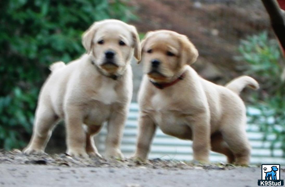 two labrador retriever dogs standing on a dirt path