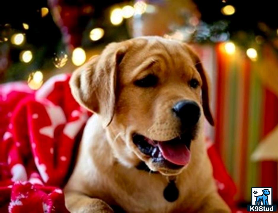 a labrador retriever dog with its mouth open