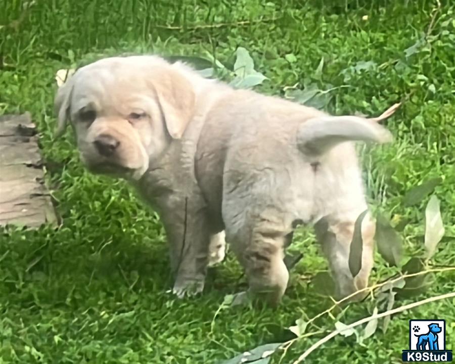 a labrador retriever dog standing in grass