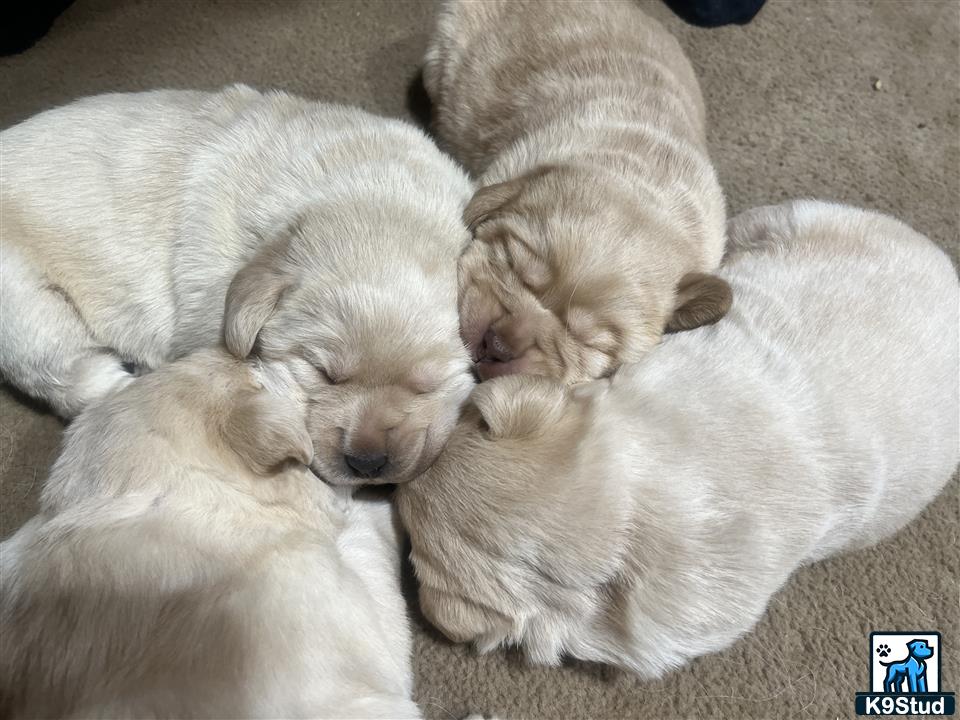 a group of labrador retriever puppies sleeping together