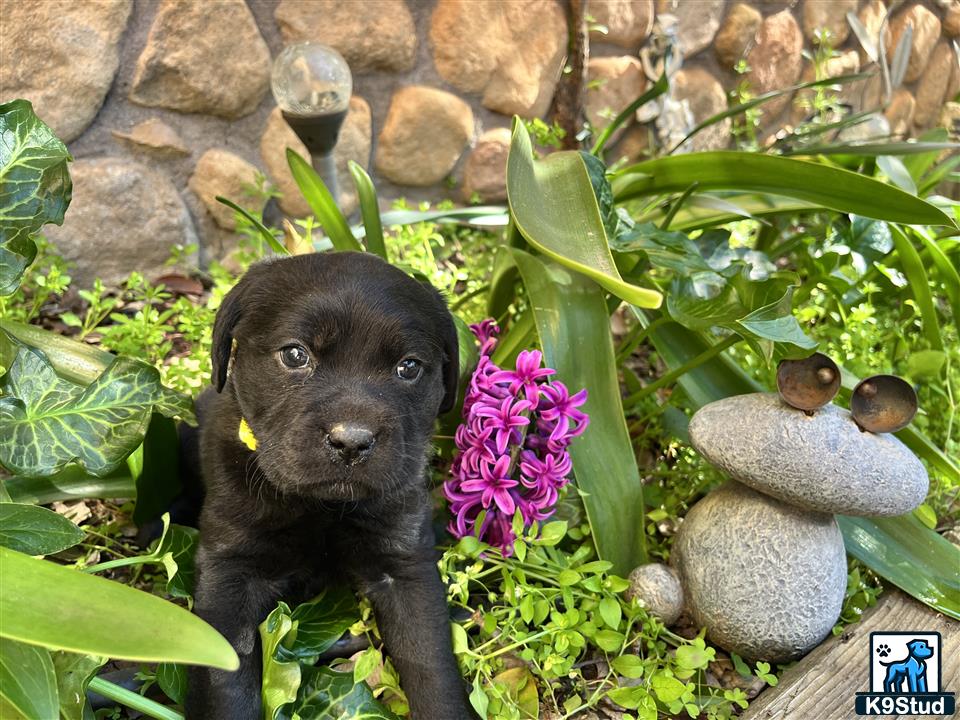 a small black labrador retriever dog in a garden