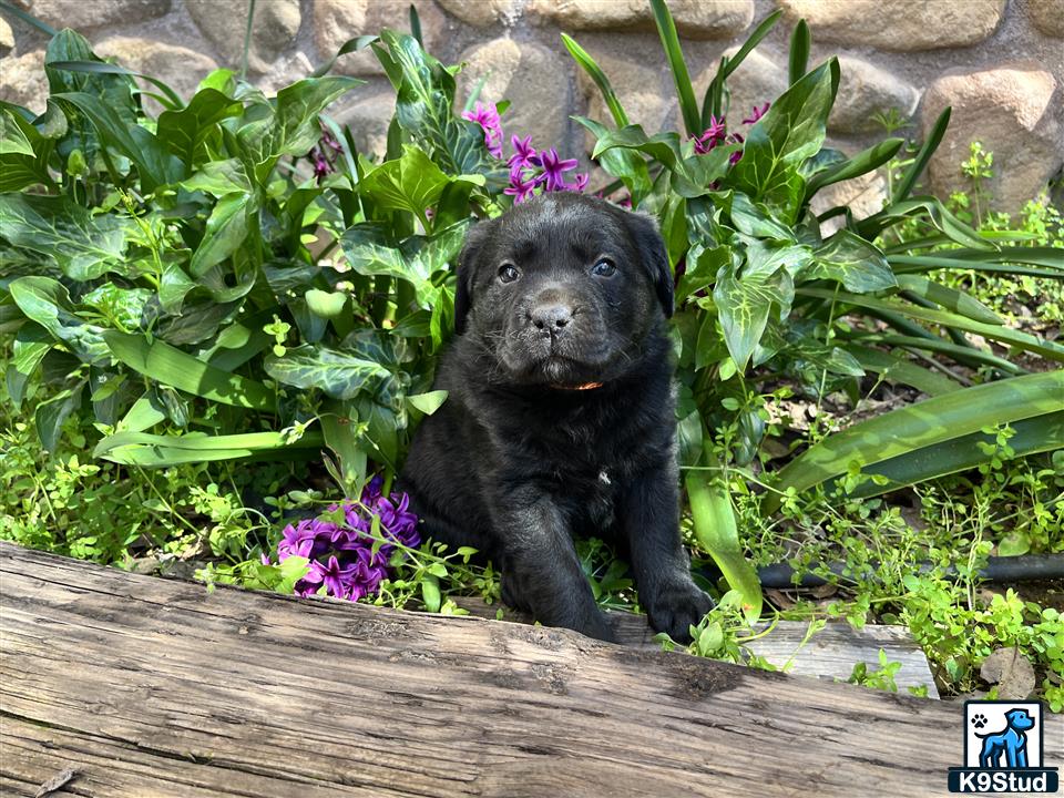 a black labrador retriever puppy on a log