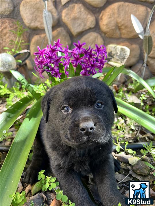 a black labrador retriever puppy in front of purple flowers