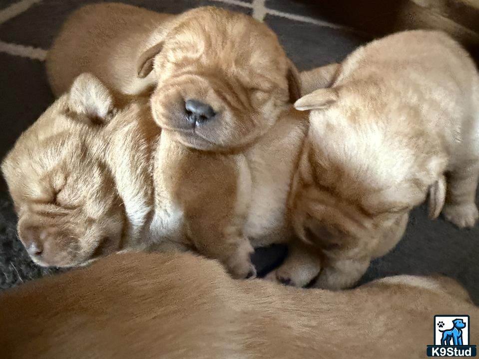 a group of labrador retriever puppies sleeping