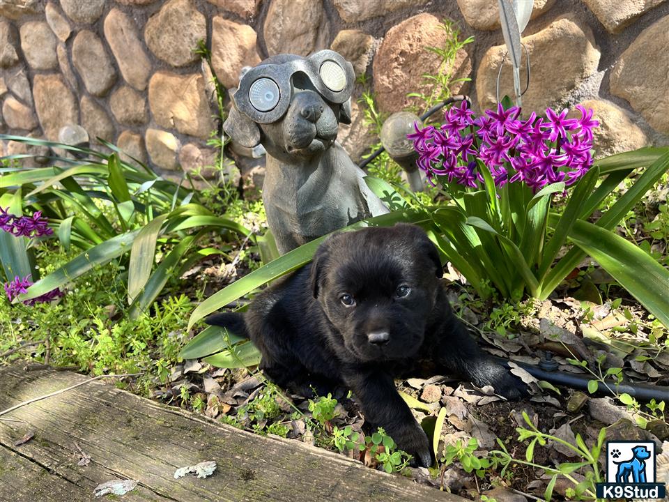 a labrador retriever dog and a statue of a cat