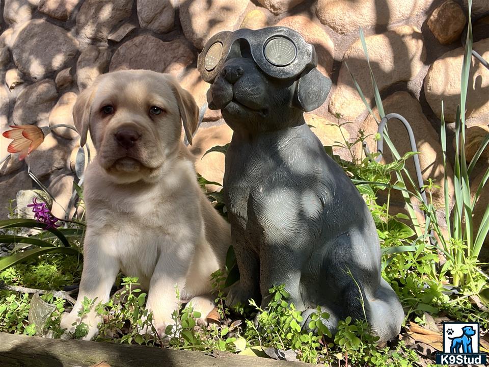 a labrador retriever dog and a labrador retriever dog wearing glasses