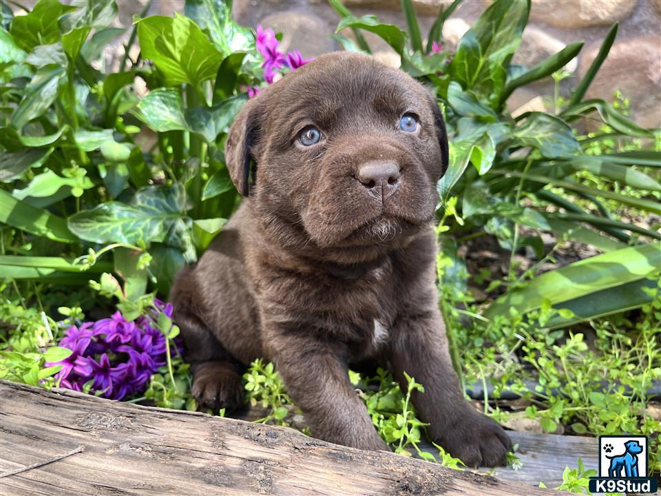 a labrador retriever puppy on a log