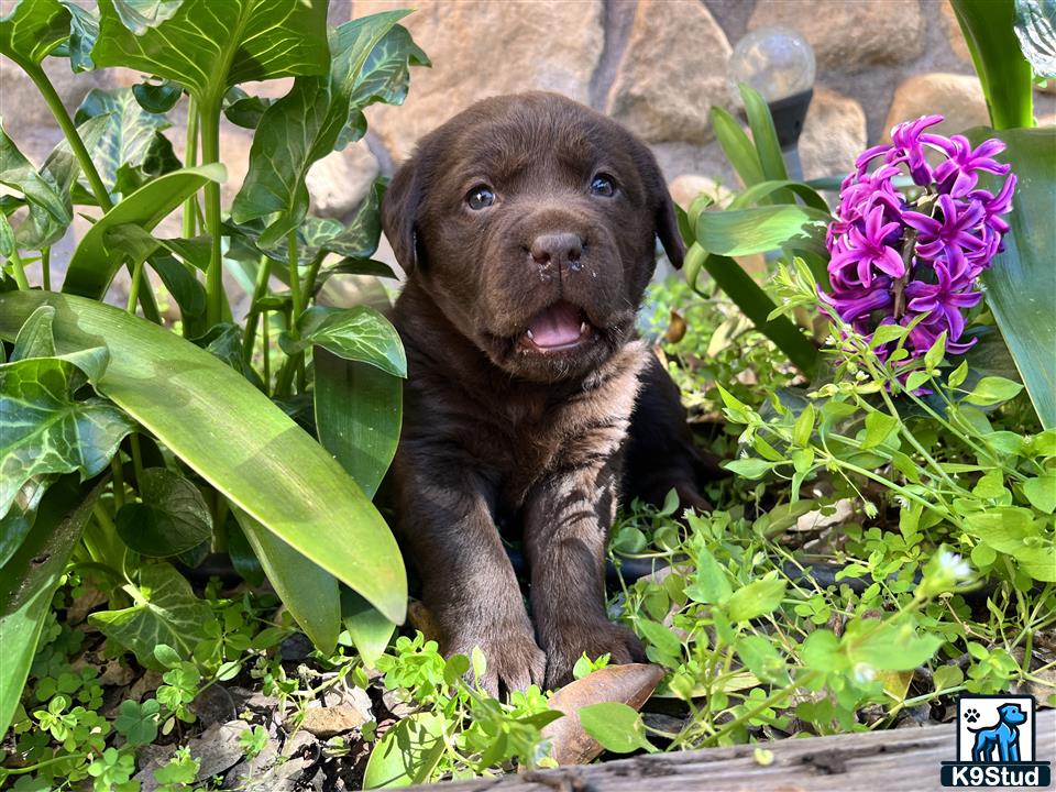 a labrador retriever puppy in a garden