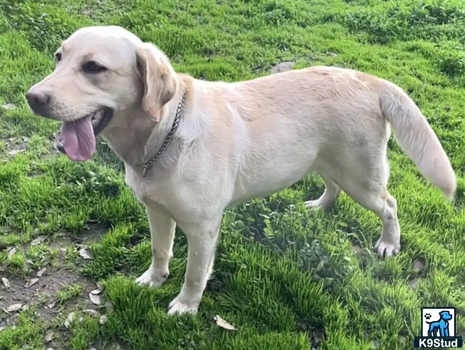 a labrador retriever dog standing in grass