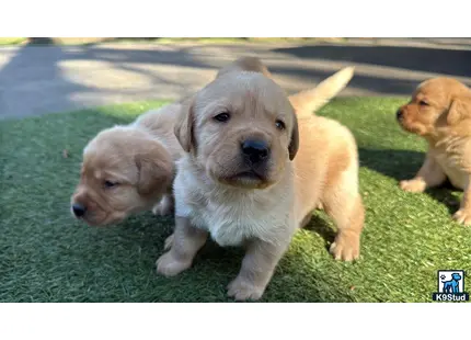 a group of labrador retriever puppies on grass