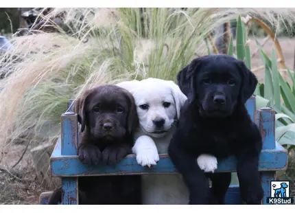 a group of labrador retriever puppies in a blue crate