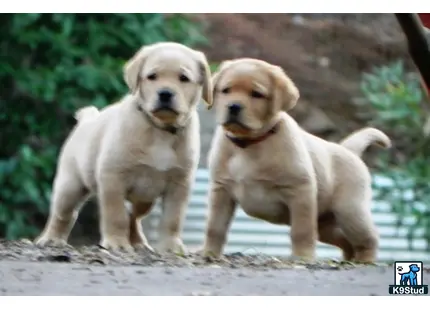 two labrador retriever dogs standing on a dirt path