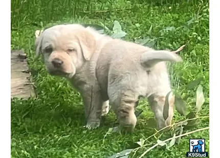 a labrador retriever dog standing in grass