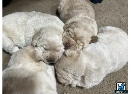 a group of labrador retriever puppies sleeping together