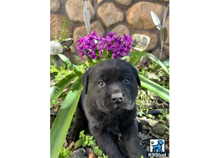 a black labrador retriever puppy in front of purple flowers