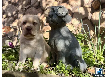 a labrador retriever dog and a labrador retriever dog wearing glasses