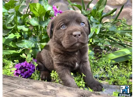 a labrador retriever puppy on a log