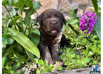 a labrador retriever puppy in a garden