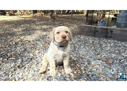 a labrador retriever dog sitting on leaves