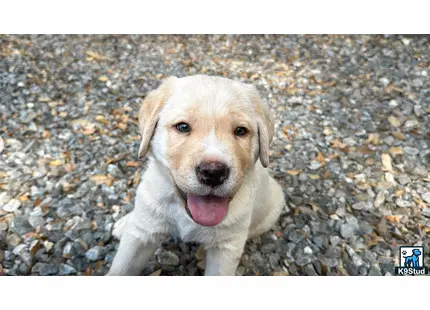 a labrador retriever dog standing on a rocky surface