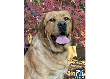 a labrador retriever dog with its tongue out