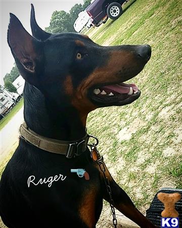 a black doberman pinscher dog with its mouth open