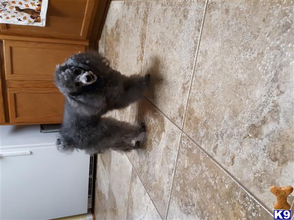 a poodle dog standing on a tile floor