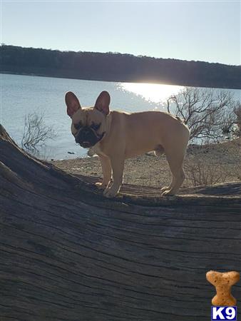 a french bulldog dog standing on a wood deck